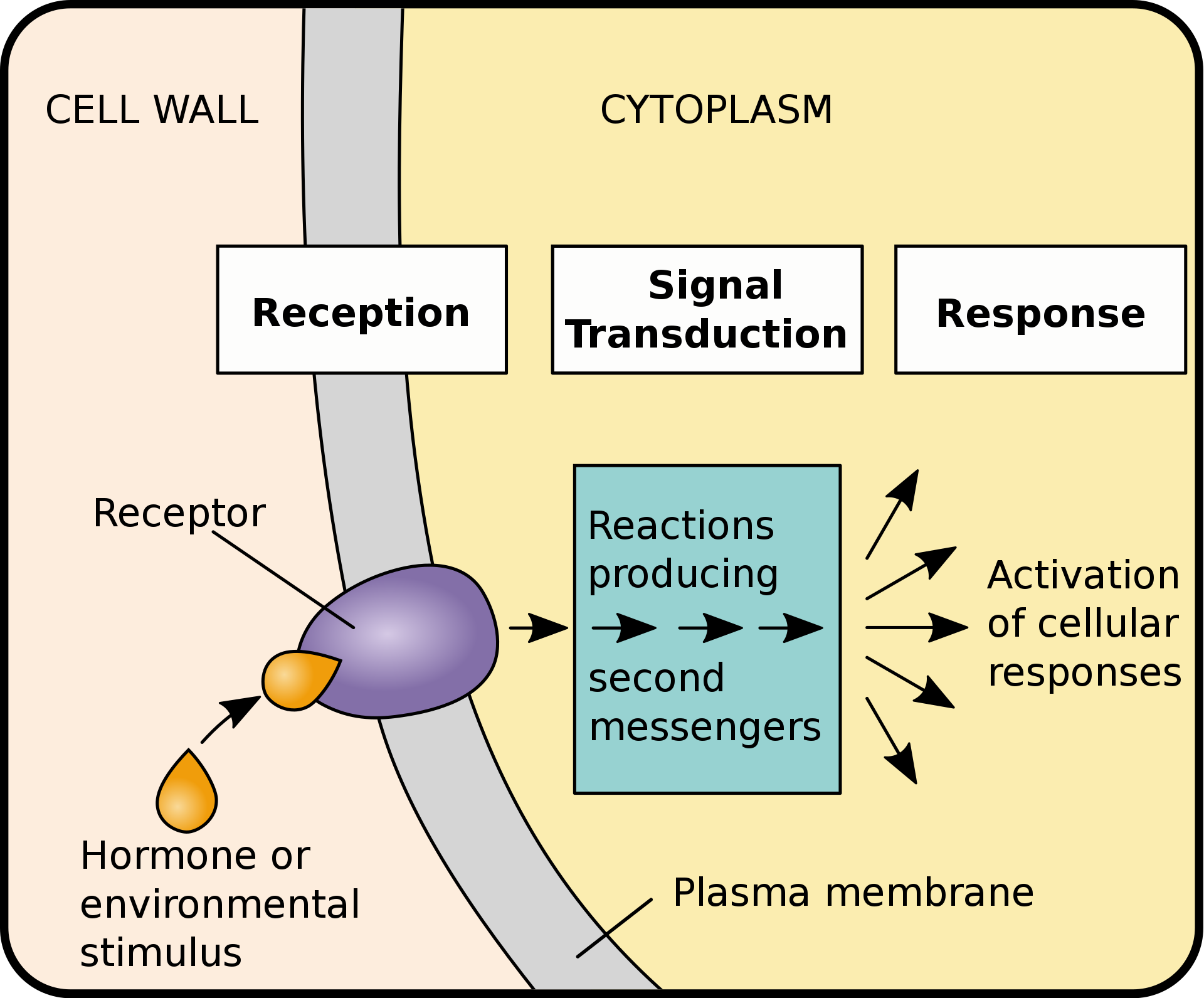 Figure 1 Signal transduction pathways. (Wikipedia)