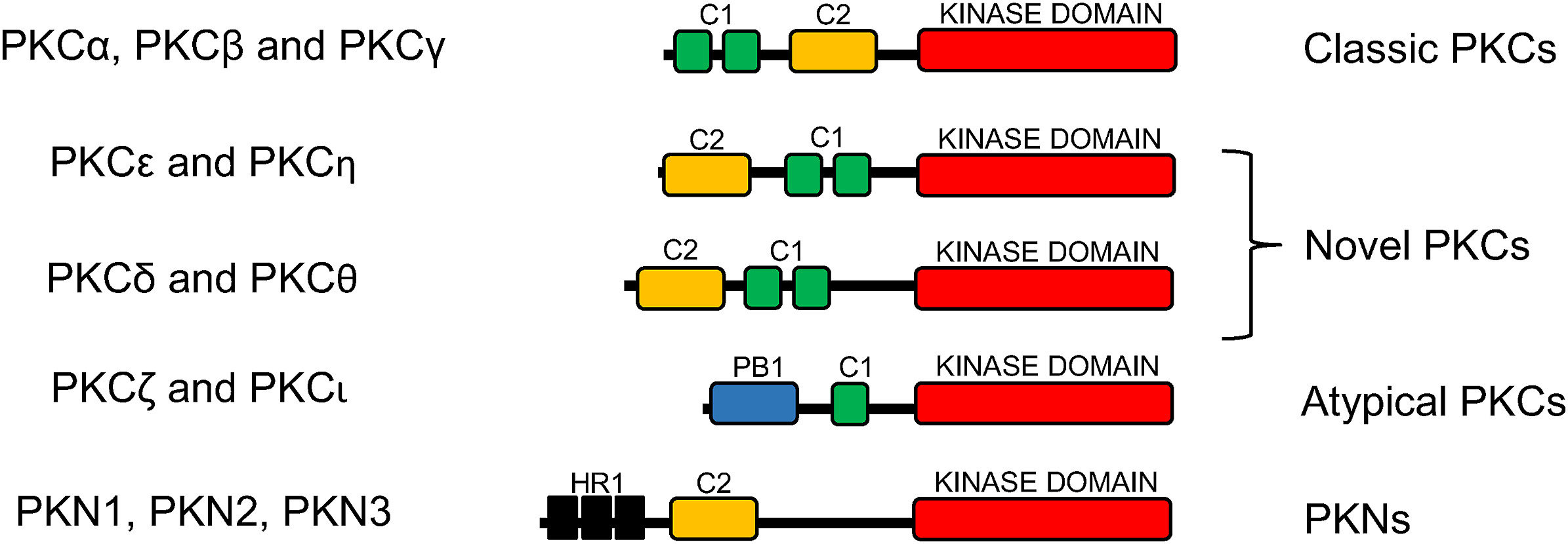 Figure 1 Structure and classification of PKC subfamilies. (Garcia, 2021)