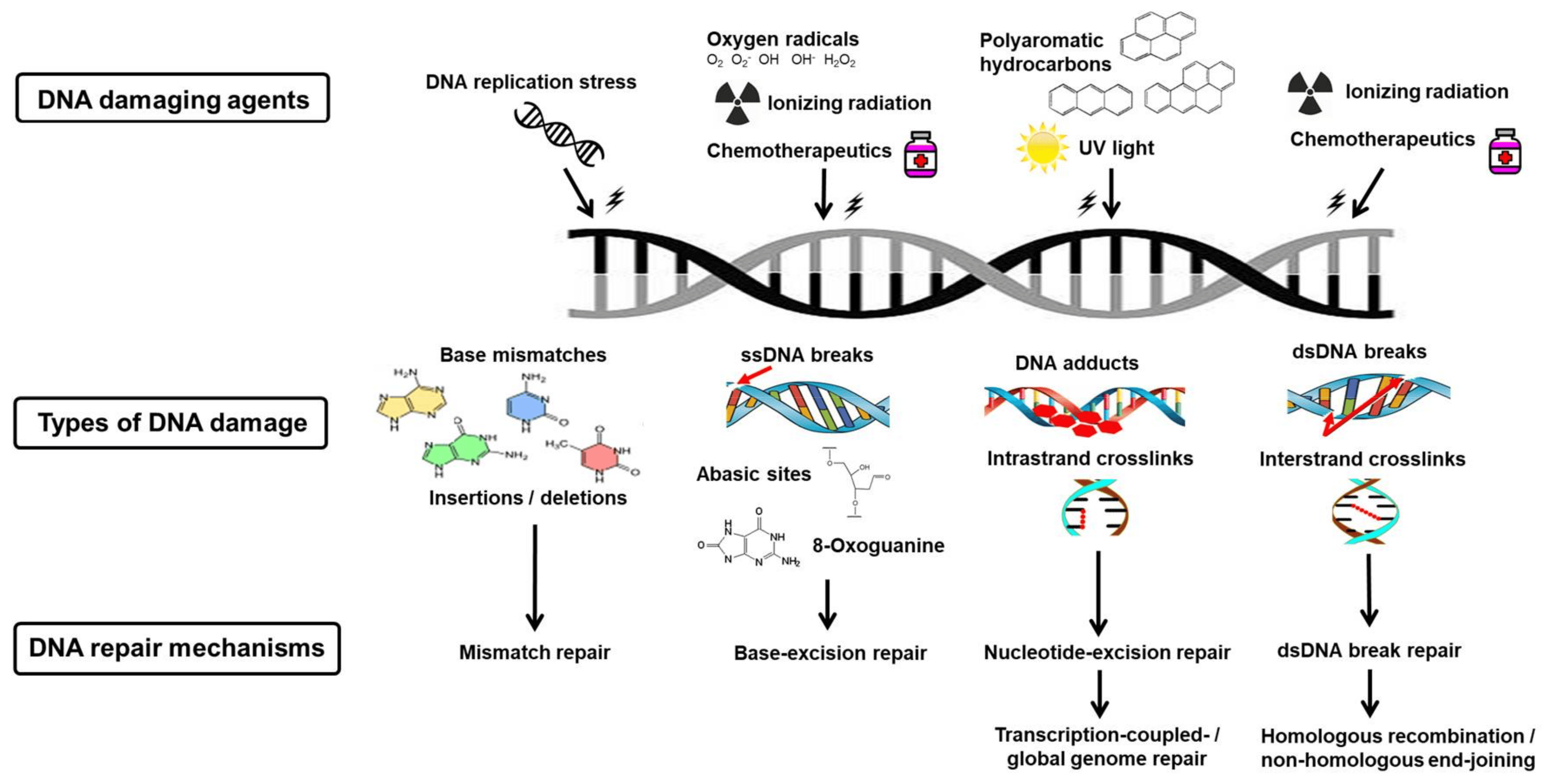 Figure 1 DNA damage and repair mechanisms. (Helena, 2018)