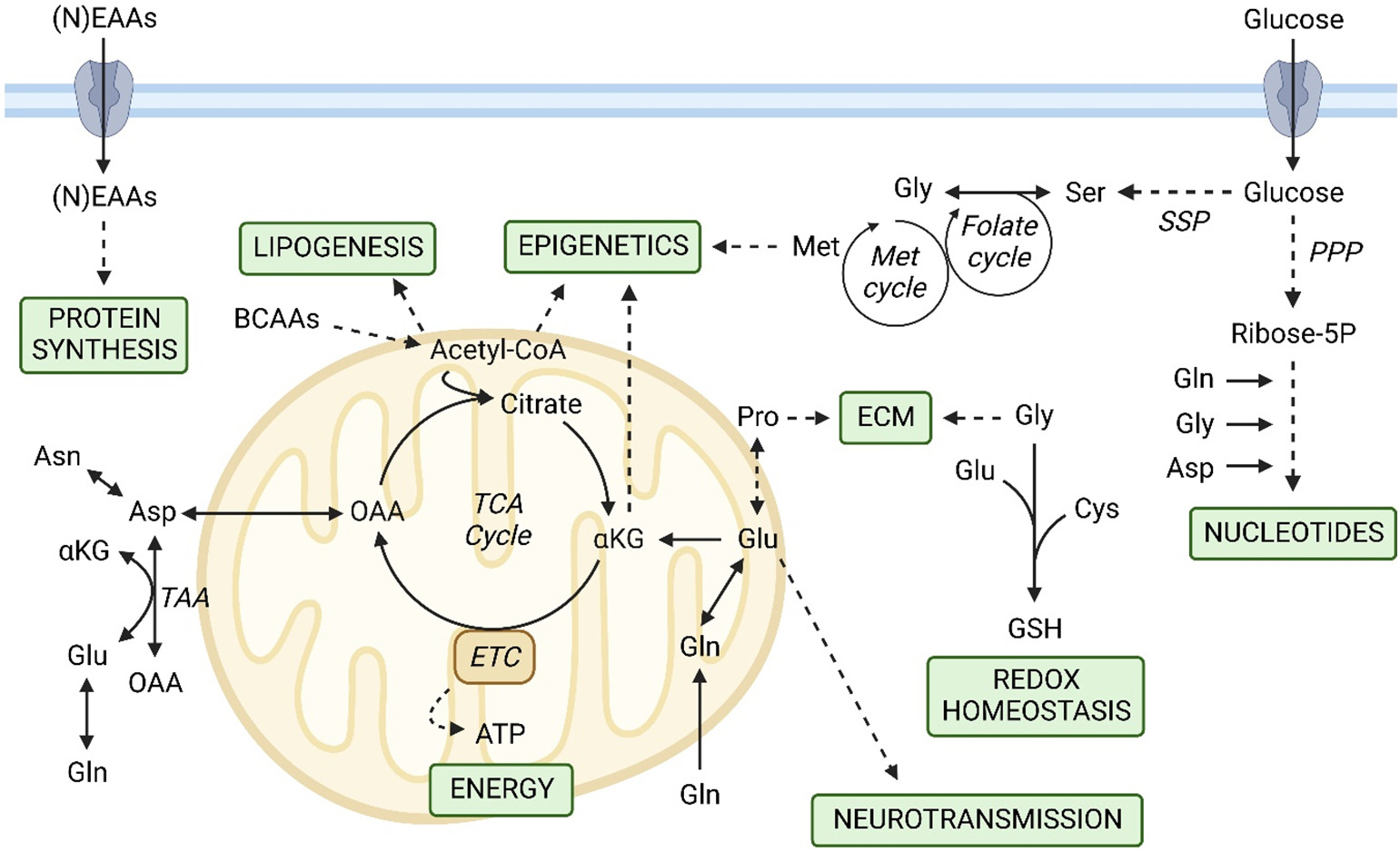 Figure 1 General overview of amino acids metabolism. (Devignes, 2022)