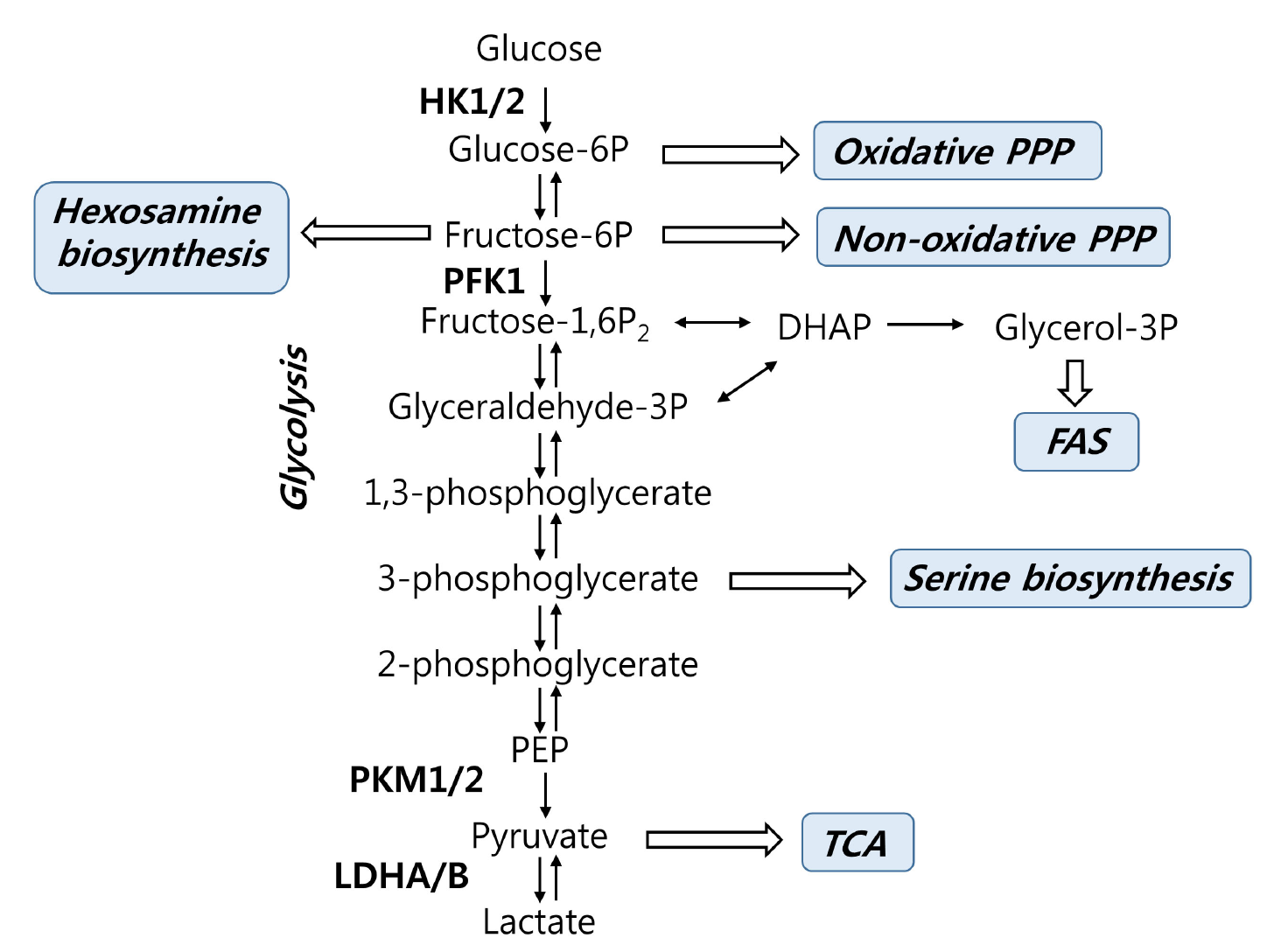 Figure 1 Glycolysis and its branching pathways. (Kim, 2018)