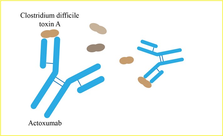Mechanism of Action of Actoxumab