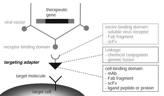 Bispecific Antibody and Gene Therapy