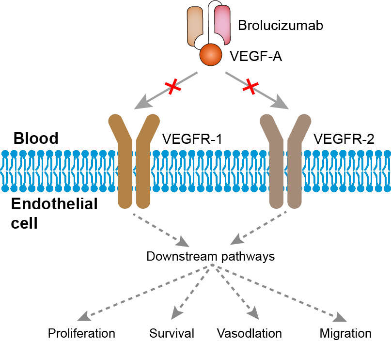Mechanism of action of Brolucizumab