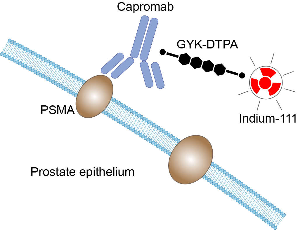 Mechanism of Action of Capromab Pendetide