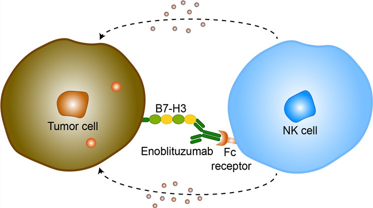 Mechanism of Action of Enoblituzumab