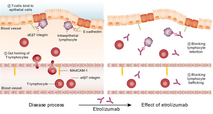 Mechanism of action of etrolizumab
