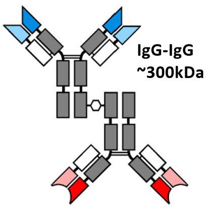 Diagram of IgG-IgG BsAb