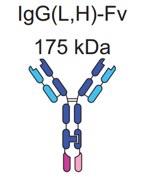 Diagram of IgG(L,H)-Fv BsAb
