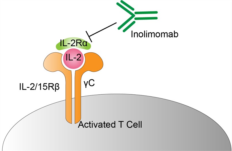 Mechanism of Action of Inolimomab