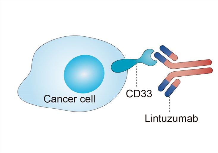 Mechanism of action of lintuzumab
