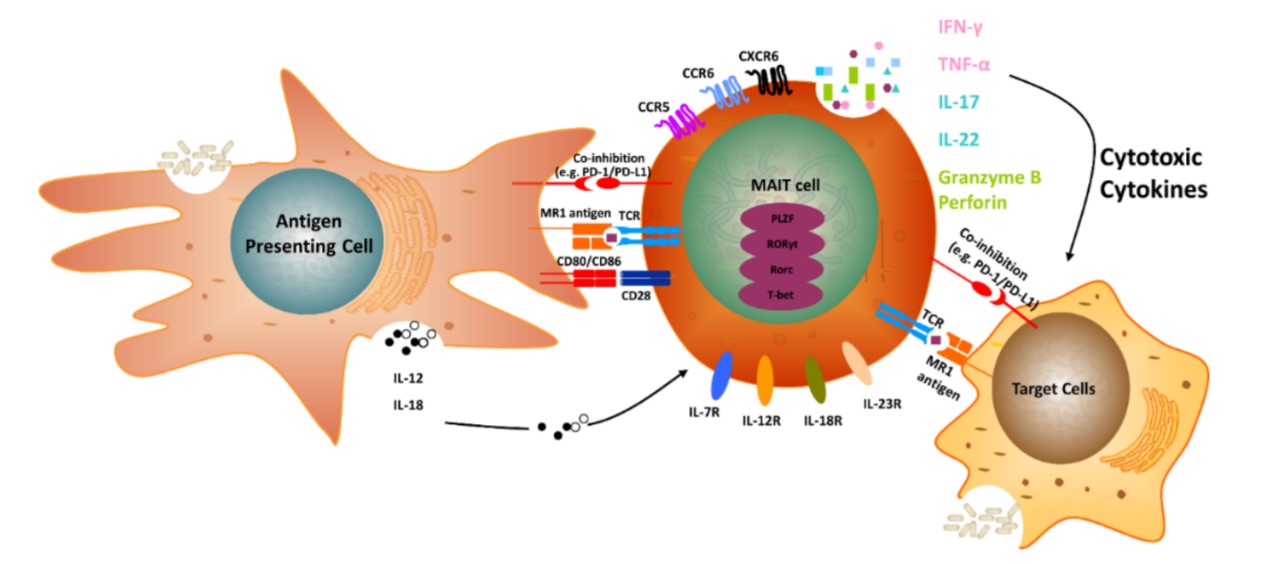 Mechanisms of MAIT cell activation. (Villanueva, 2020)