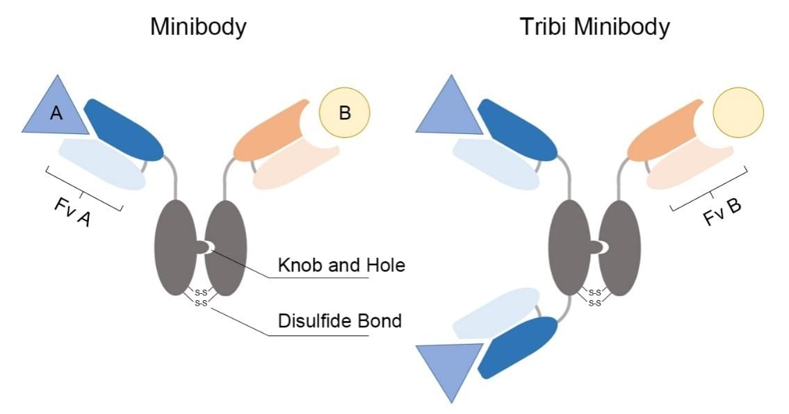 Diagram of the structure of minibody and Tribi minibody