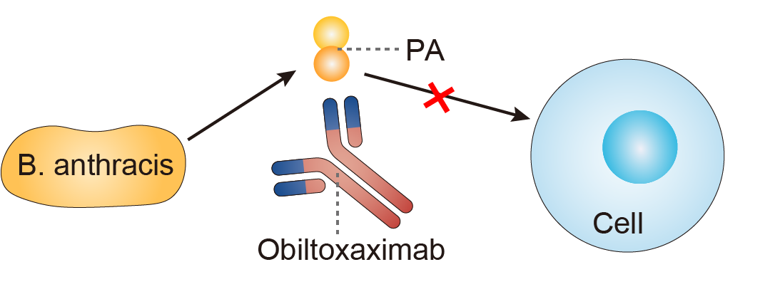 Mechanism of Action of Obiltoxaximab