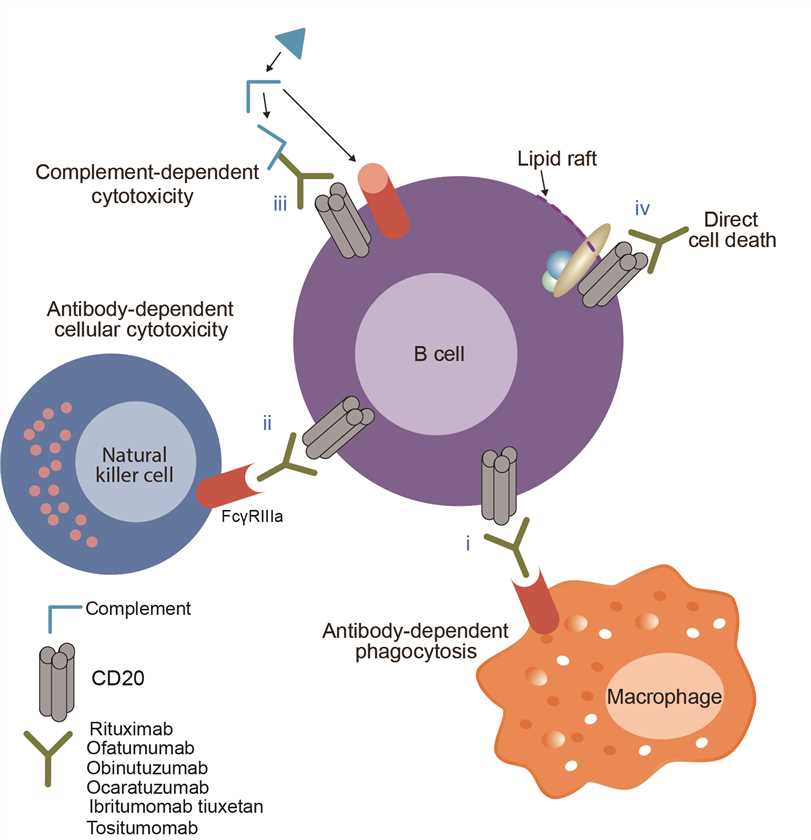 Mechanism of action of obinutuzumab