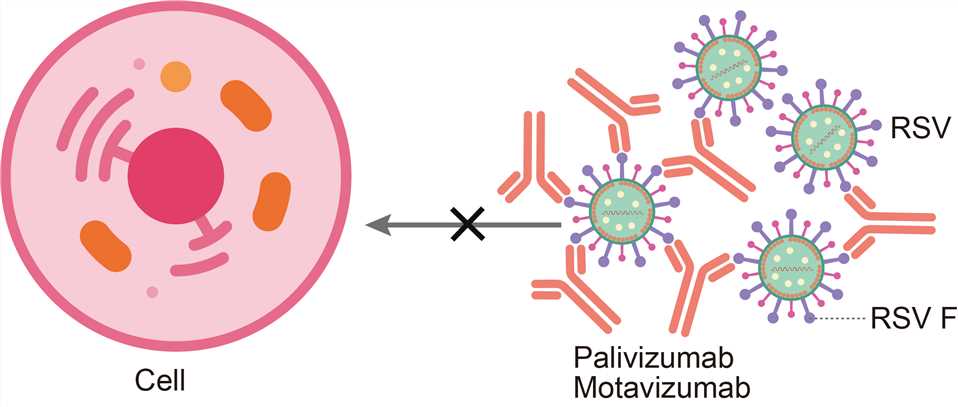 Mechanism of action of palivizumab