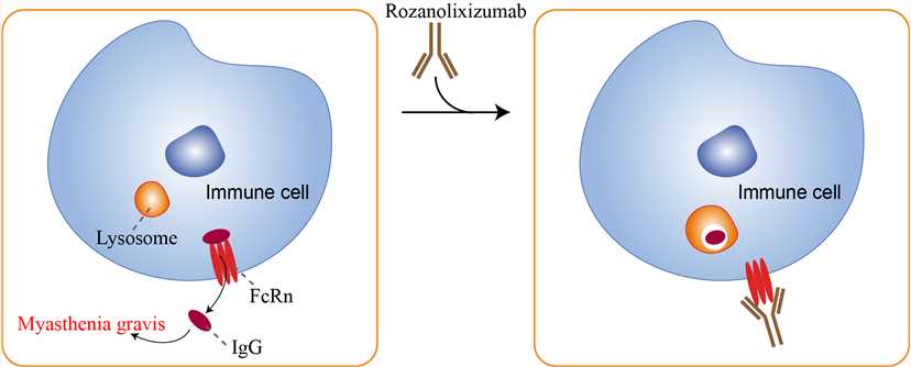 Mechanism of action of Rozanolixizumab