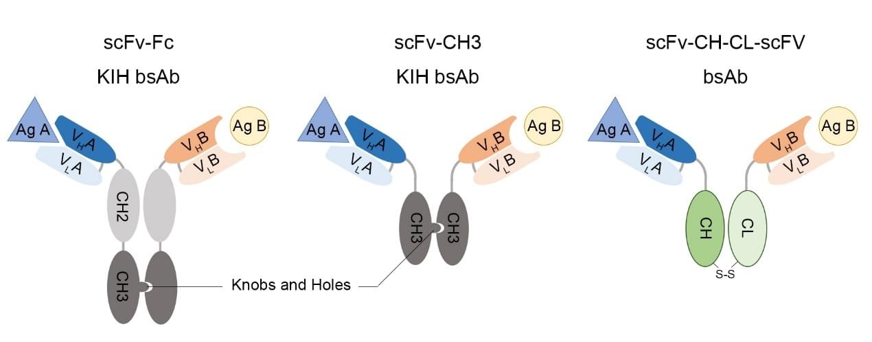 Forms of ScFv fragments BsAbs