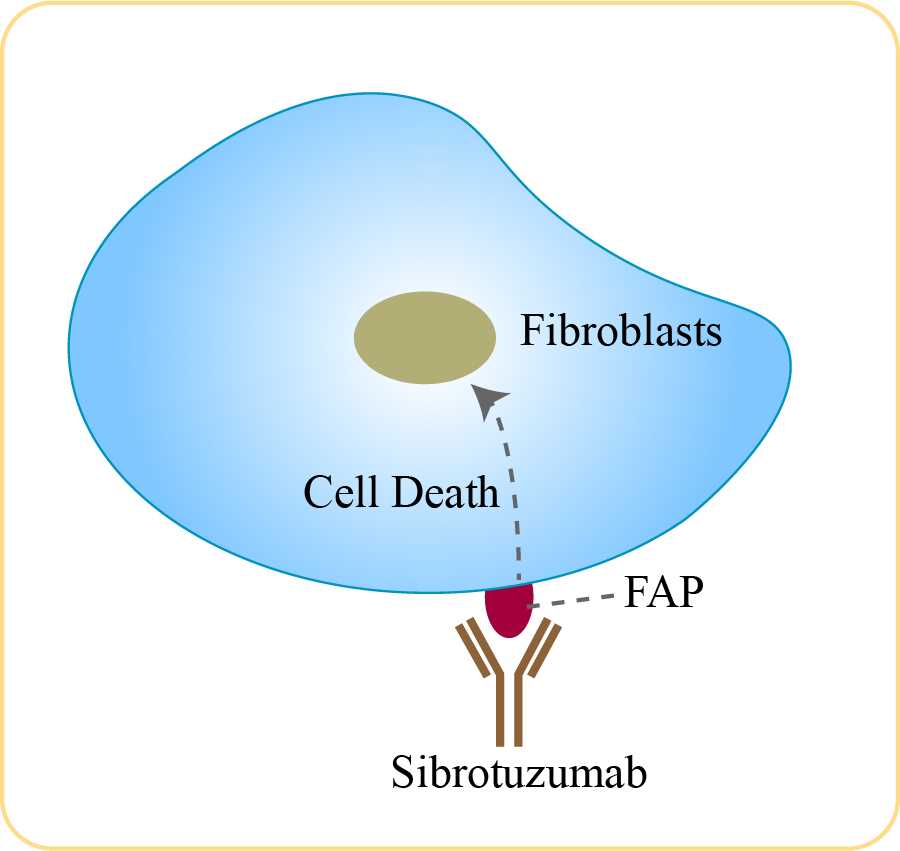 Mechanism of action of Sibrotuzumab