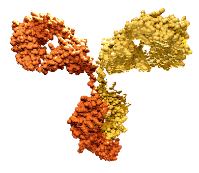 Technology Approaches for Bispecific Antibody Development