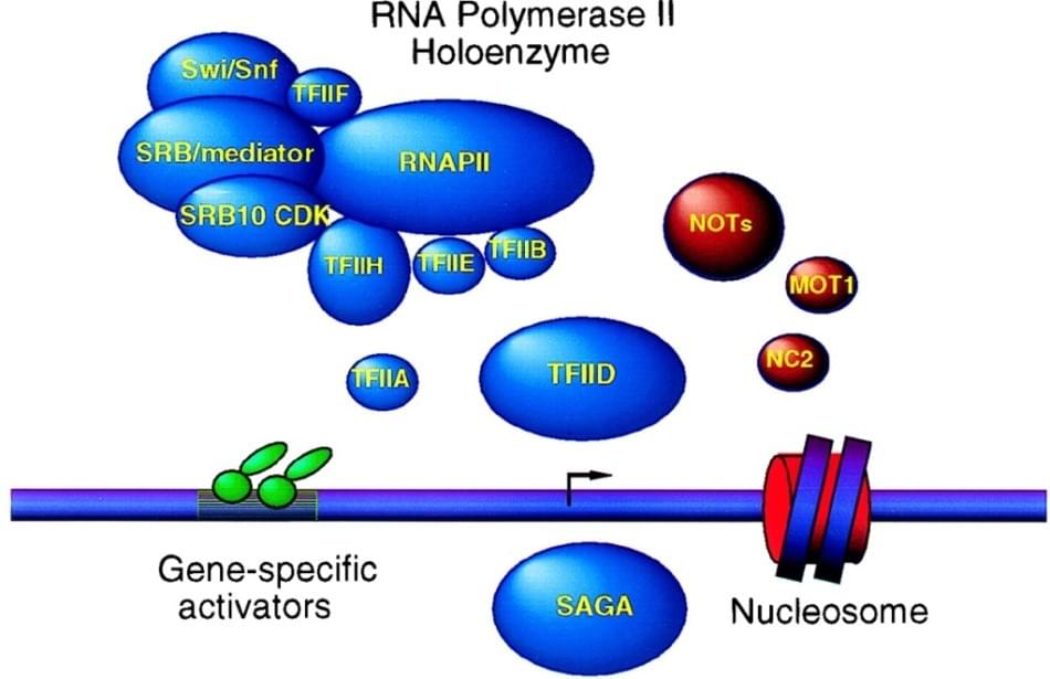 Toxins targeting RNA