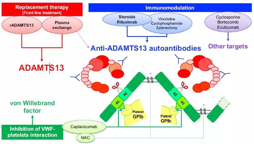 The First Single Domain Antibody (sdAb) Drug Was Approved by EMA – Creative  Biolabs rAb Blog