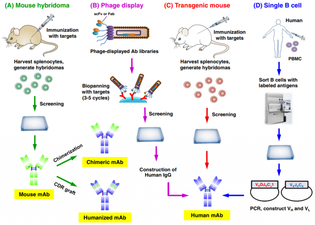 Pattern and Trend of Therapeutic Antibody Discovery Creative Biolabs
