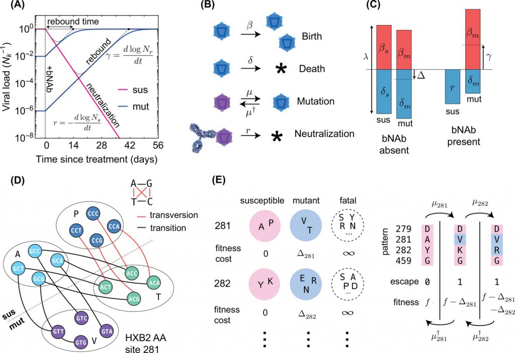 an-optimal-combination-therapy-with-broadly-neutralizing-antibodies