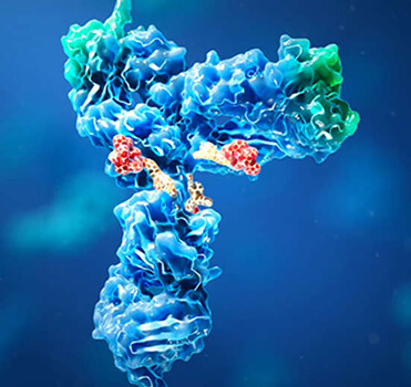ADCC Decreased Antibody