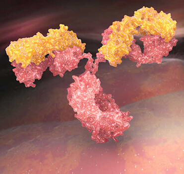 ADCC Enhanced Antibody