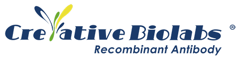 Recombinant Antibodies, Single Domain Antibodies, Biosimilars