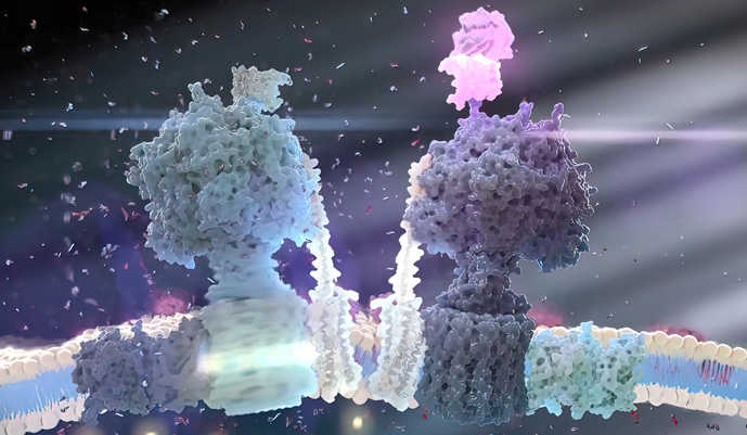 High-Exp™ Immunotoxins Production