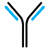 Recombinant Antibodies, Single Domain Antibodies, Biosimilars