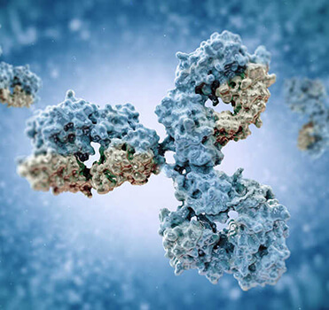 Neutralizing Antibody