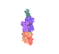 MHC Tetramer