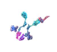Soluble T Cell Receptor