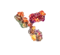 Immunotoxin