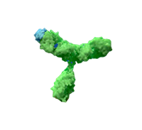 Immunocytokine