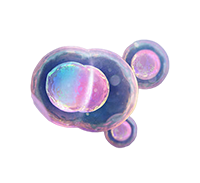Antibody Stable Cell Lines