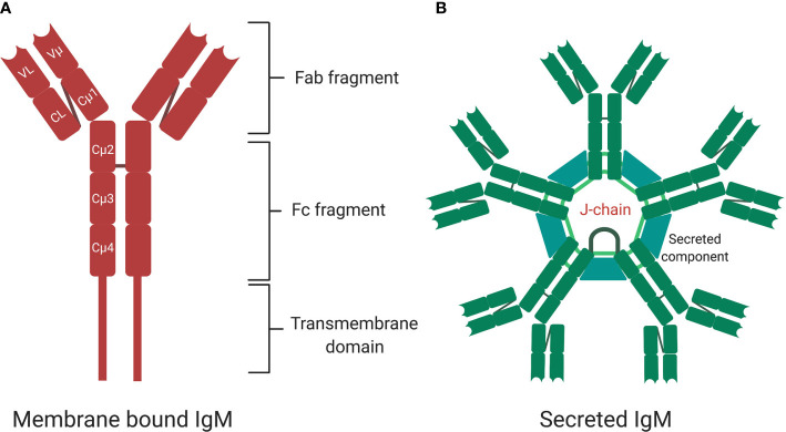 Fig. 1 The structure of IgM antibodies. (Jones, et al., 2020)