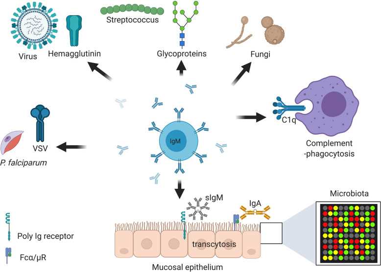Fig. 2 Secreted IgM functions. (Jones, et al., 2020)