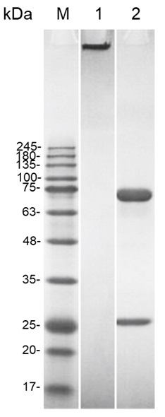 Fig. 3 SDS-PAGE data to show a properly purified IgM antibody. (Creative Biolabs Original)