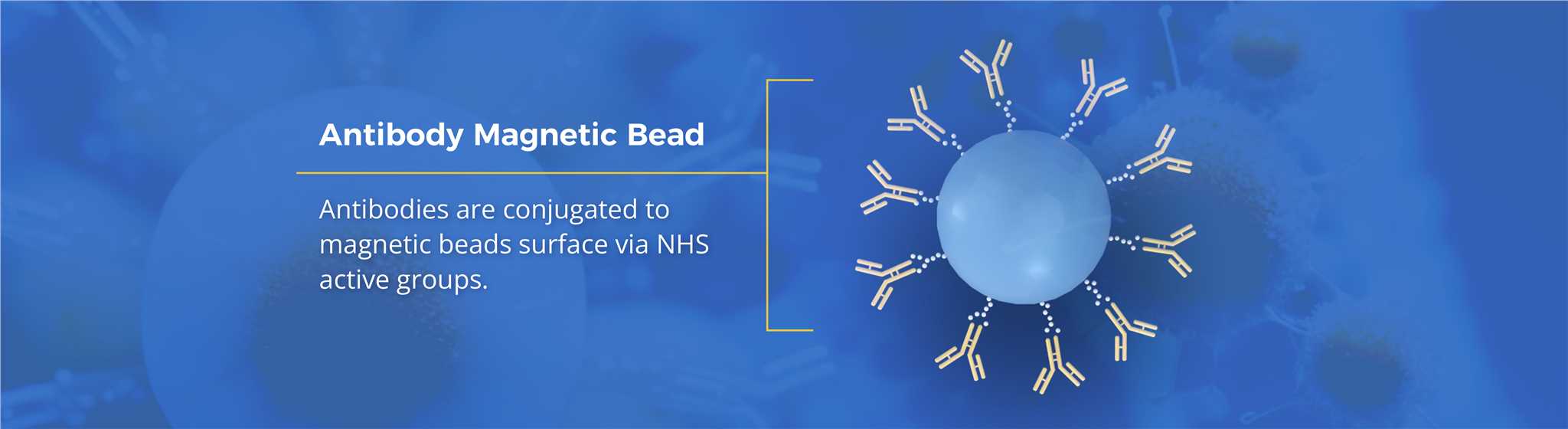 Fig. 1 Antibodies are conjugated to magnetic beads surface via NHS active groups. (Creative Biolabs Original)