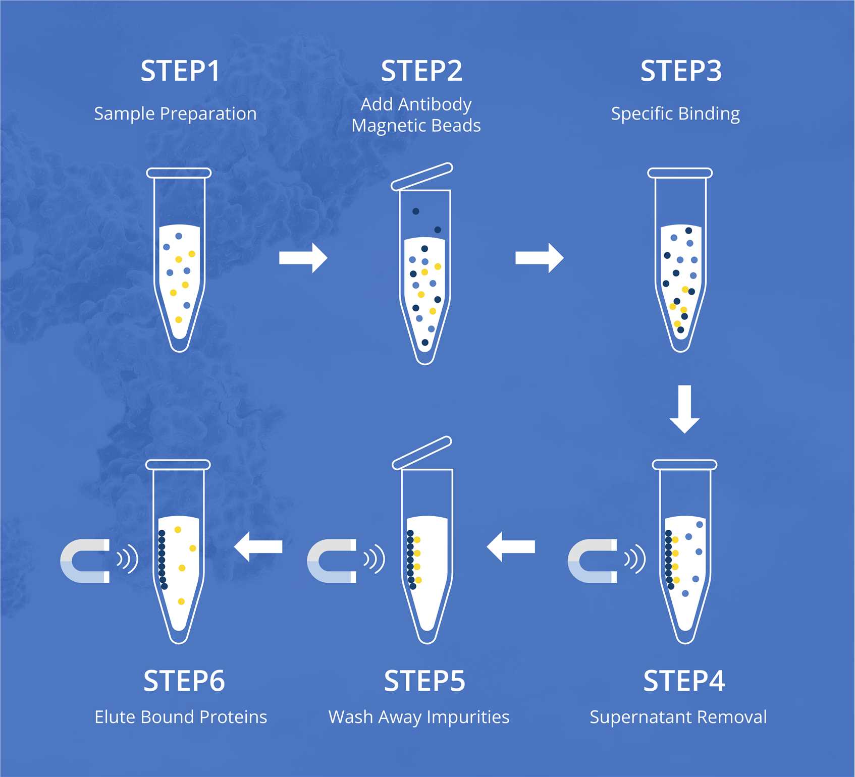 Fig. 2 6 steps of protein purification with antibody magnetic beads. (Creative Biolabs Original)
