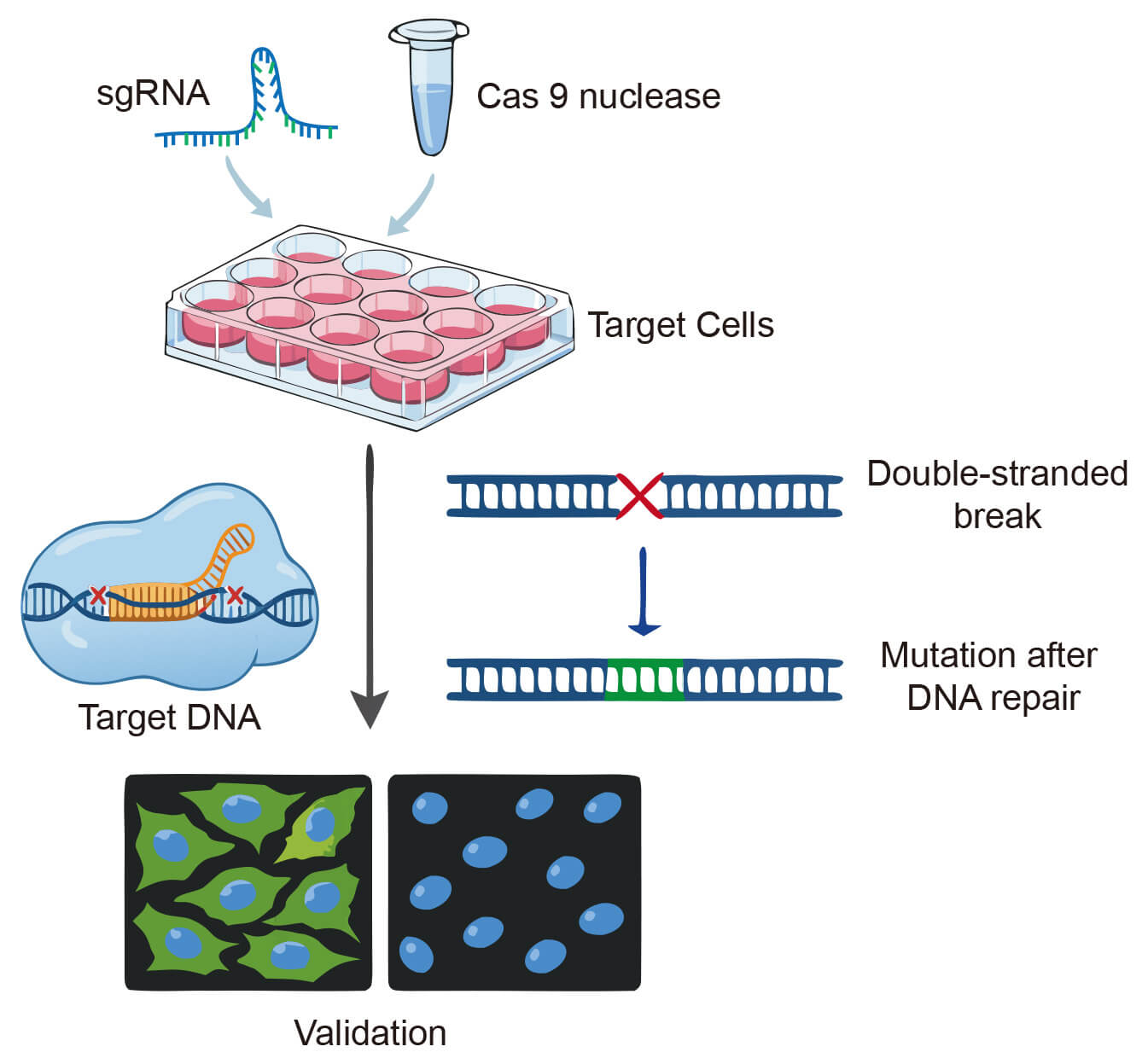 Fig.1 CRISPR-Cas9-based validation of antibody target specificity. (Creative Biolabs Original)