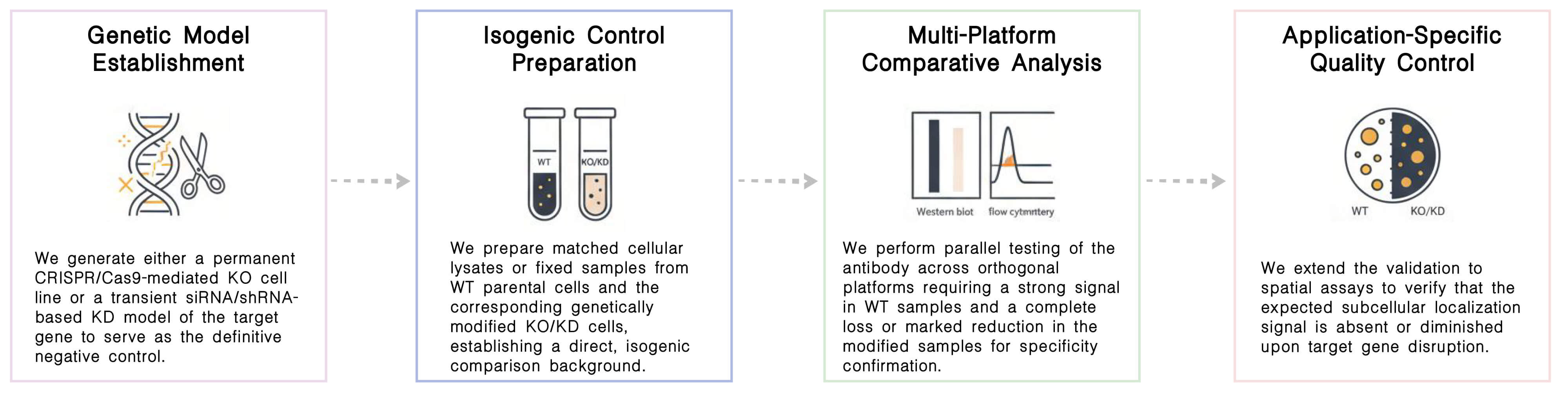 Workflow of KD KO validation antibody products at Creative Biolabs. (Creative Biolabs Original)