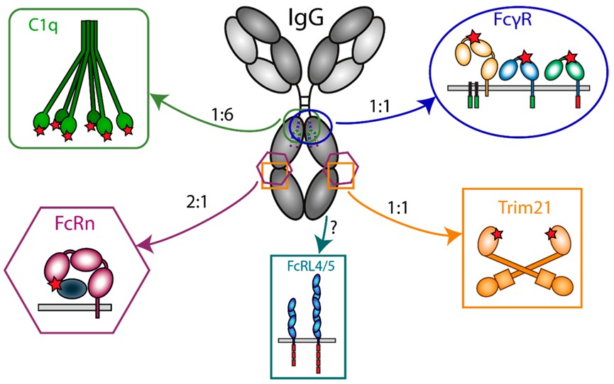 Fig. 1 A sketch map shows different Fc effector molecules that can interact with IgG.