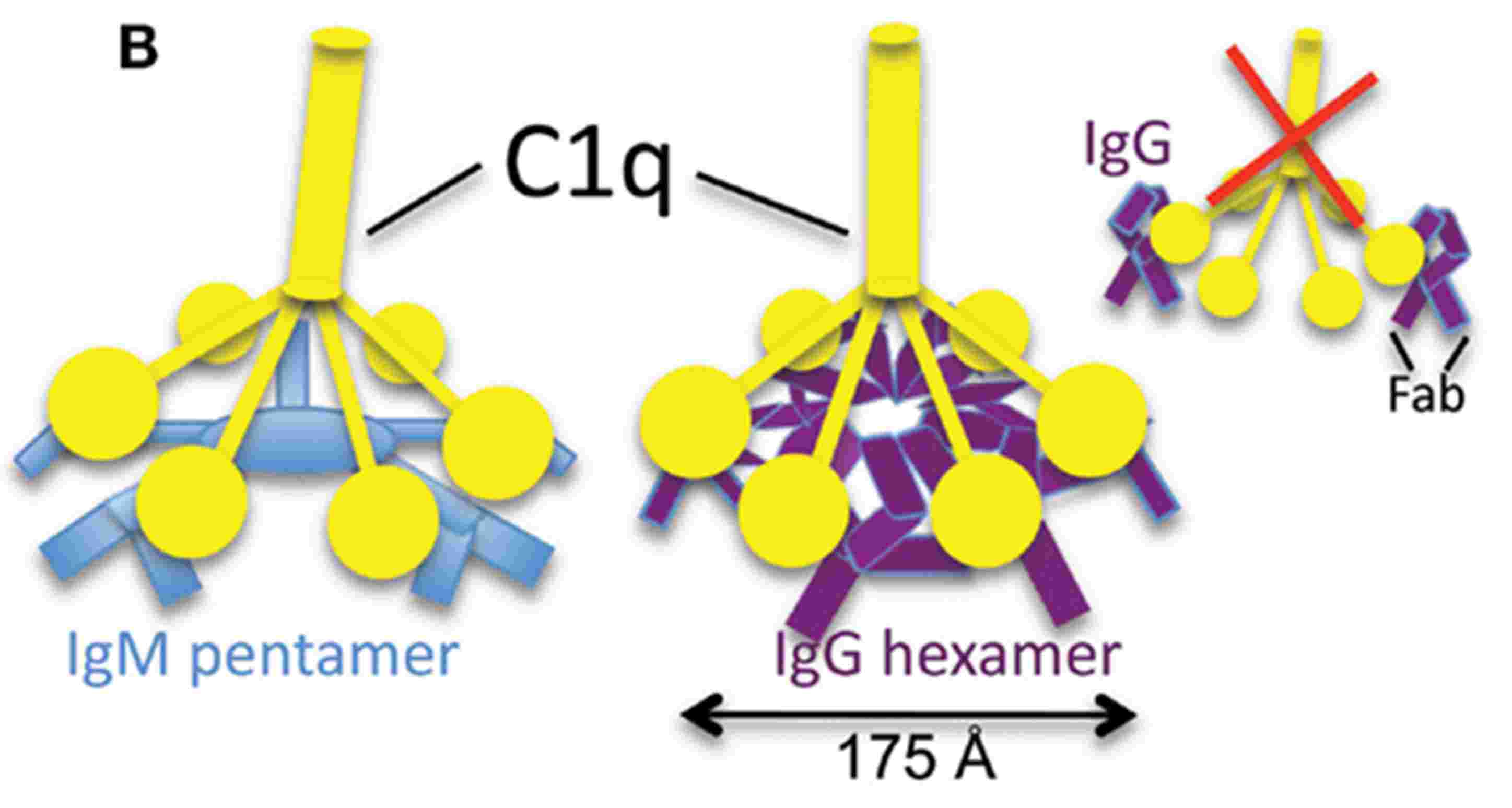 Fig. 2 A sketch map shows how C1q interacts with IgM or IgG hexamers.