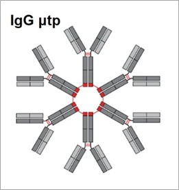 Fig. 3 A sketch map describes the hIgG μtp hexamer.