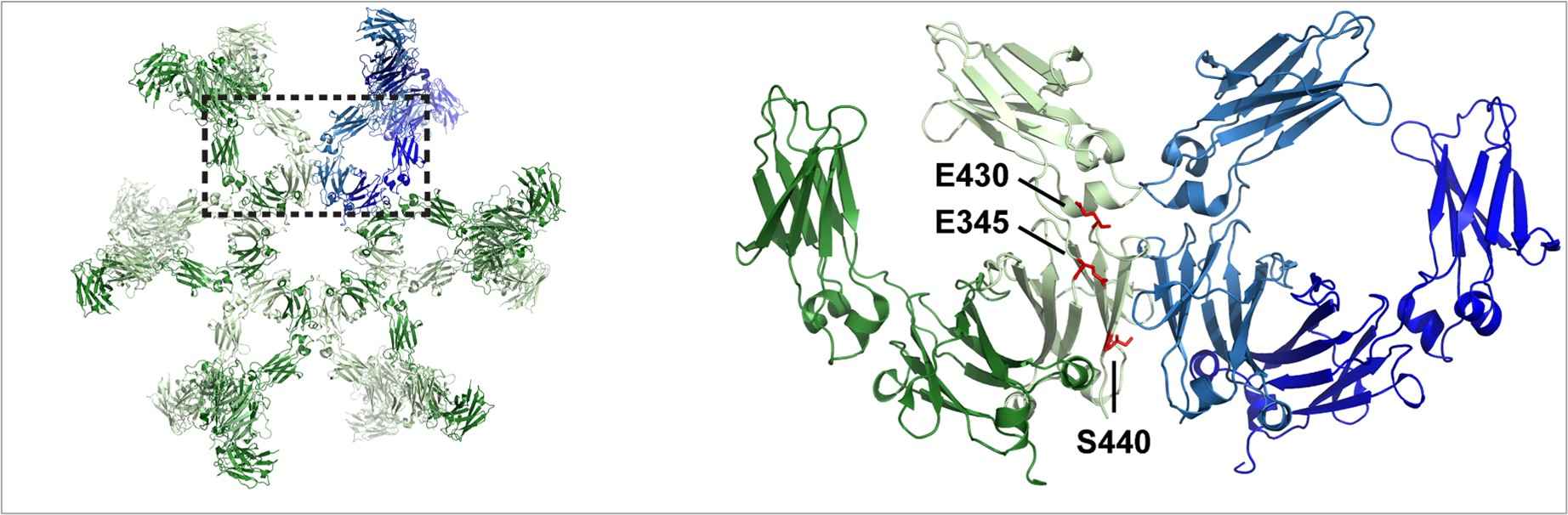 Fig. 4 A sketch map describes IgG1 antibody hexamer's Crystal structure.